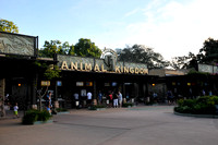 Animal Kingdom-2019